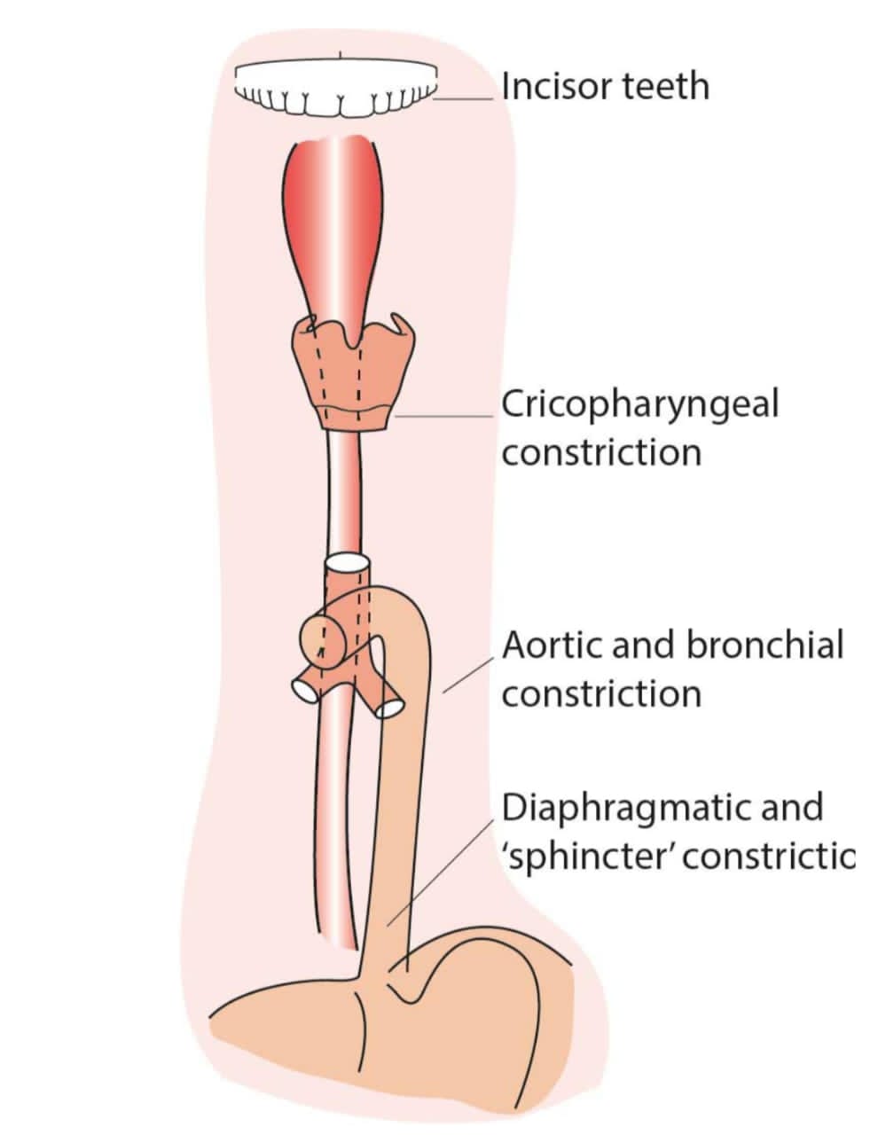 Anatomy of oesophagus