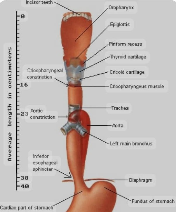 Rigid oesophagus