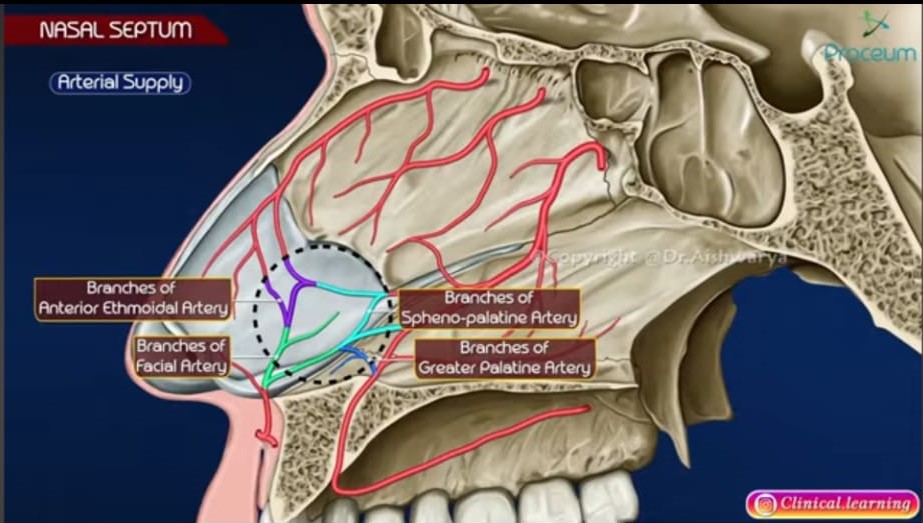 Nasal Septum