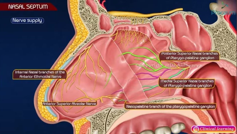 Nasal Septum