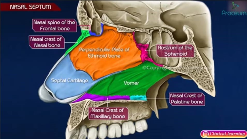 Nasal Septum