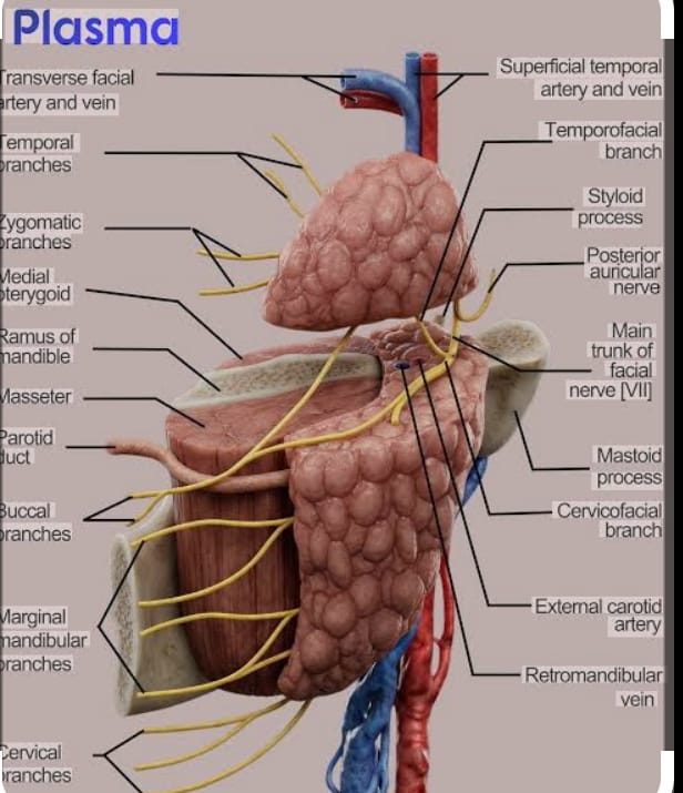 Parotid Gland Overview