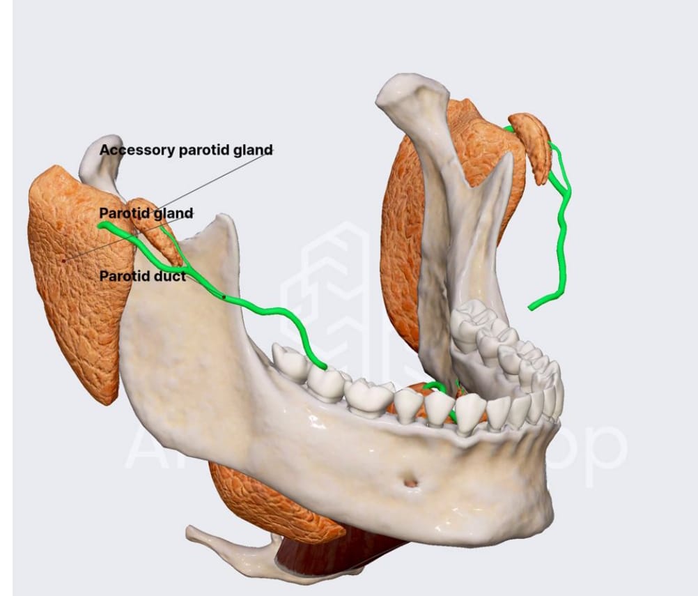 Parotid Gland Overview