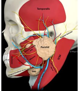 Overview Of The Parotid Gland