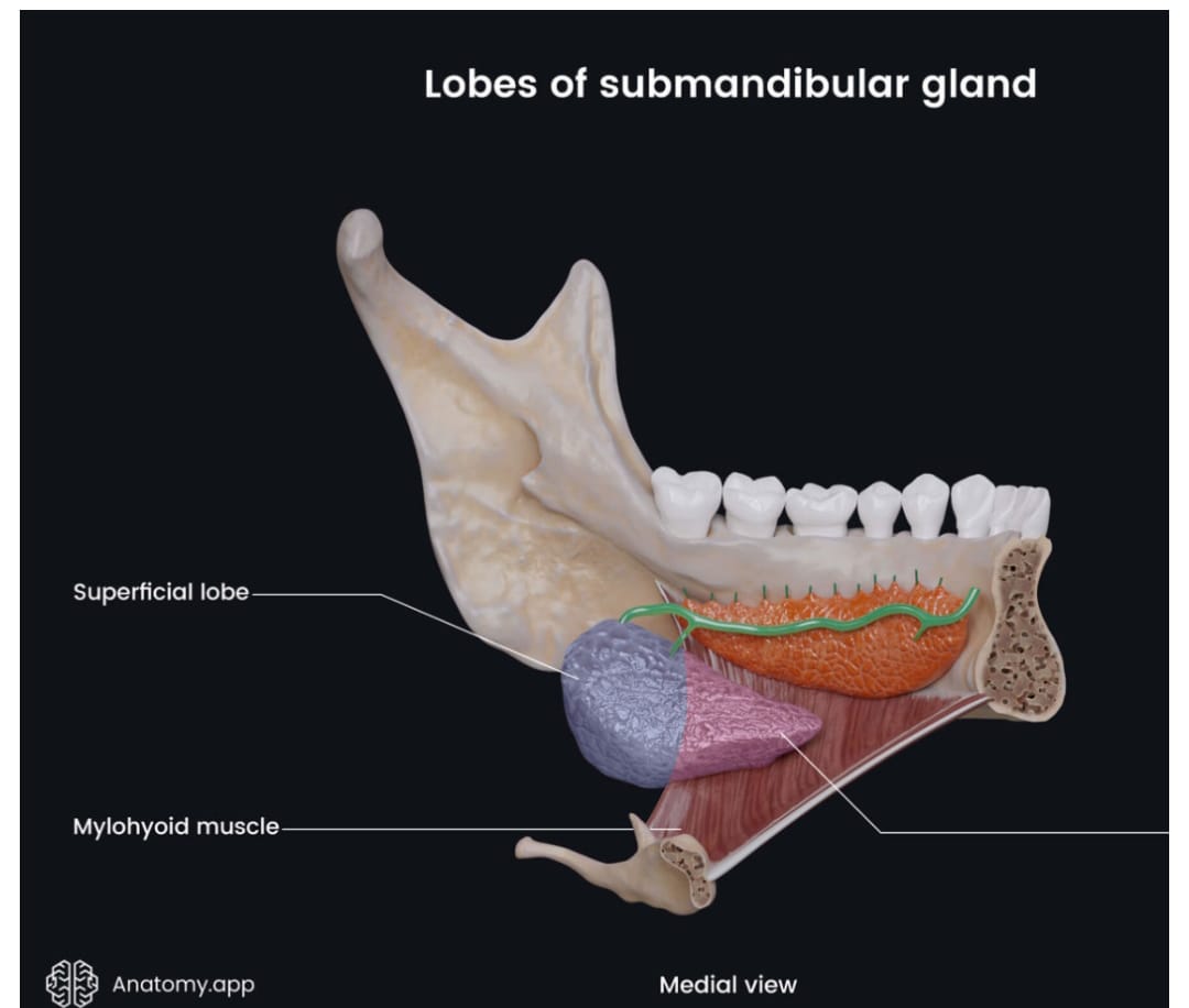 Submandibular gland Overview