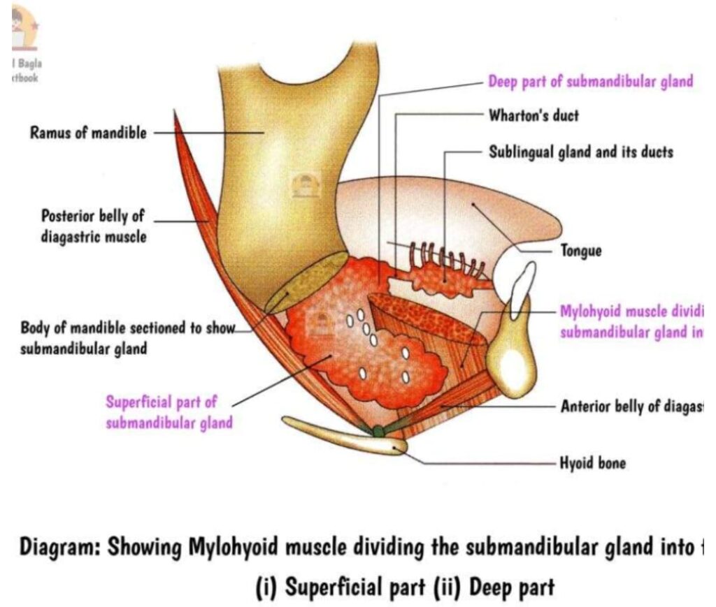 Submandibular gland Overview