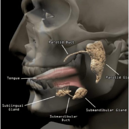 Submandibular gland Overview